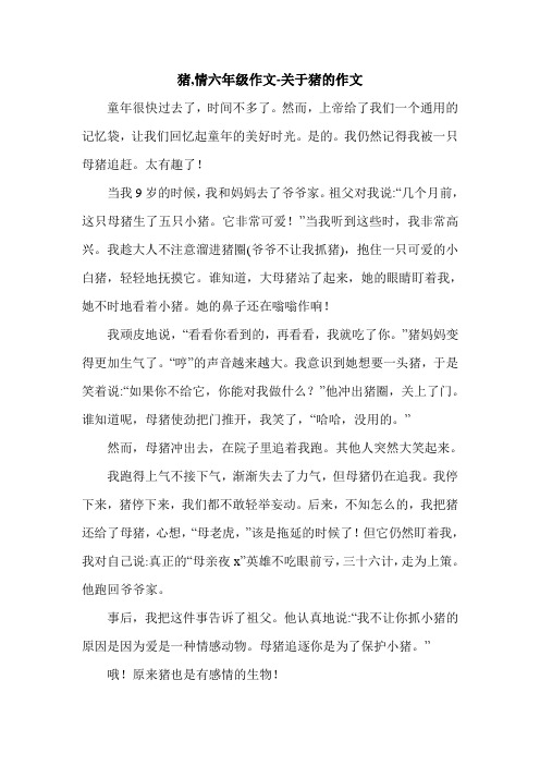 猪,情六年级作文-关于猪的作文.doc