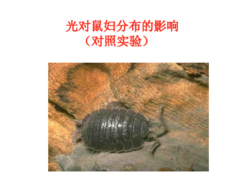 光对鼠妇分布的影响