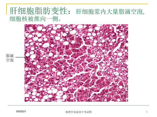 病理学实验切片考试图培训课件