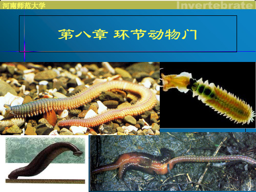 环节动物  ppt课件