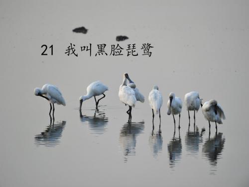 苏教小学语文二年级上册《21 我叫黑脸琵鹭》PPT课件_2