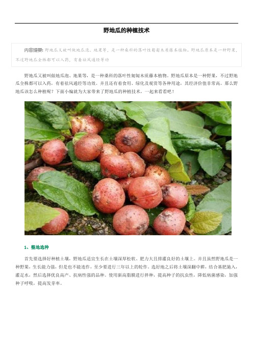 野地瓜的种植技术