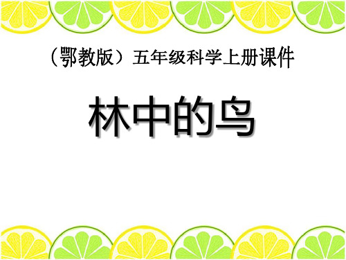林中的鸟-走进树林精品PPT