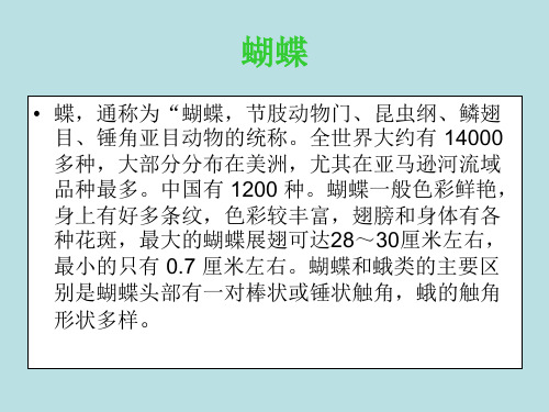 各种各样的蝴蝶