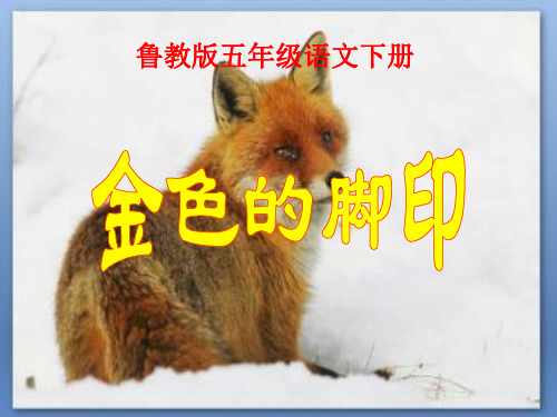 《金色的脚印》鲁教版五年级语文下册教材课件ppt(3篇)