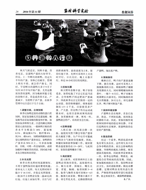 秋养蛋鸭八注意