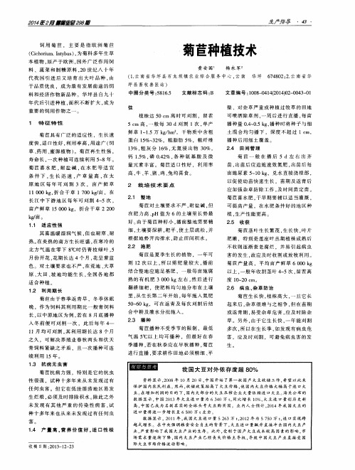 菊苣种植技术