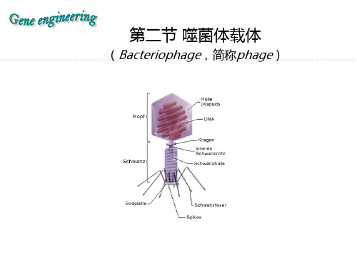 第四章基因克隆的载体、噬菌体载体