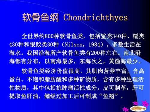 海洋鱼类-软骨鱼纲