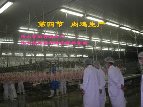 第四节 肉鸡生产
