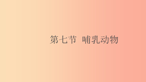 八年级生物上册5.1.7哺乳动物课件 新人教版PPT