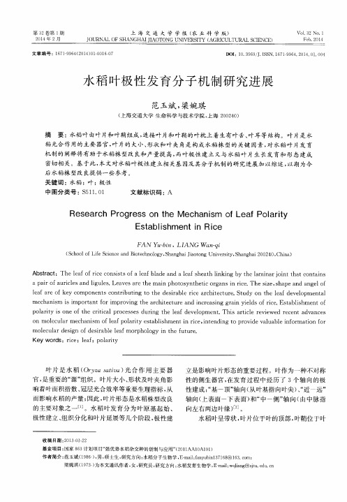 水稻叶极性发育分子机制研究进展