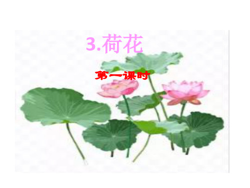 【部编版】荷花课件演示2