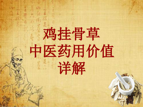 中药学_鸡挂骨草_药材详解课件模板