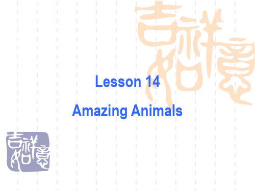 冀教版八年级下Unit3 Lesson 14 Amazing Animals课件(共35张PPT)
