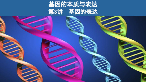 基因的表达公开课PPT高考生物一轮复习PPT
