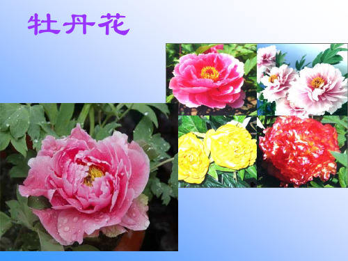 人教版《开花和结果》ppt-优秀版1