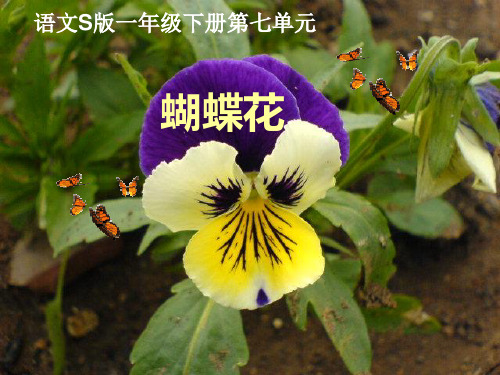 语文s版蝴蝶花PPT教学课件