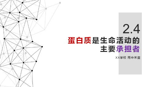 蛋白质是生命活动的主要承担者【新教材】人教版高中生物必修一共张教学课件