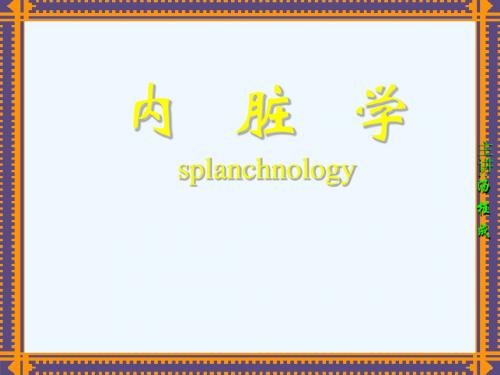 第五章：消化系统 第一节 内脏及消化管  人体解剖学 国家级精品课程课件 56页