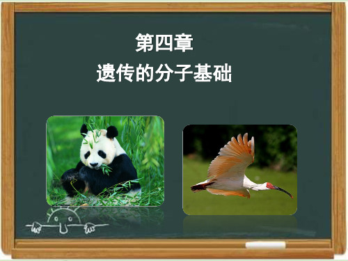 苏教版高中生物必修二《遗传的分子基础》章末复习课件-新版