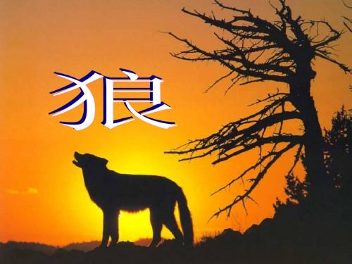 七年级狼课件