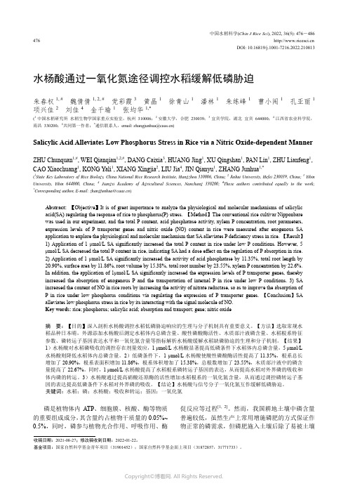 水杨酸通过一氧化氮途径调控水稻缓解低磷胁迫