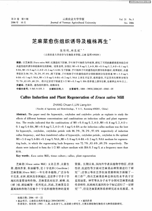 芝麻菜愈伤组织诱导及植株再生