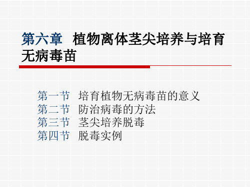 (第五章)第六章  植物离体茎尖培养与培育
