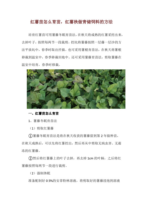 红薯苗怎么育苗,红薯秧做青储饲料的方法