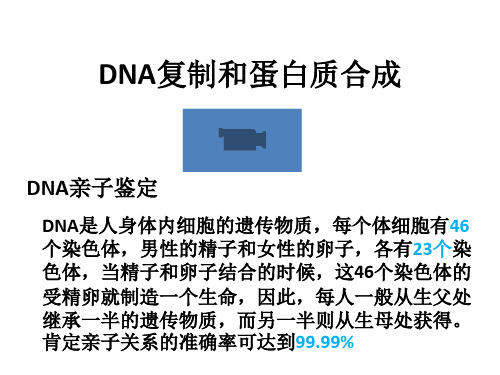 沪科版生物高中第二册-6.2  DNA复制和蛋白质合成   课件   