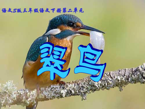 (语文S版)三年级语文下册课件 翠鸟 3