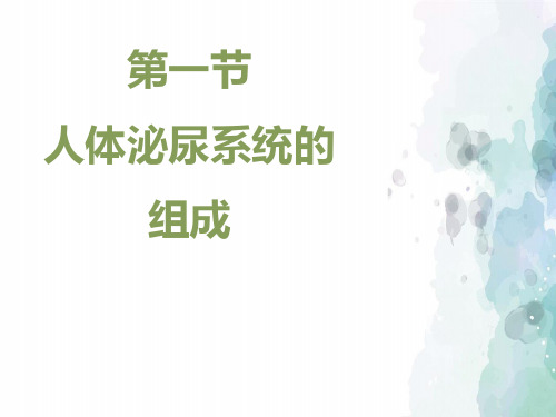 苏教版-生物-七年级下册11.1《人体泌尿系统的组成》课件