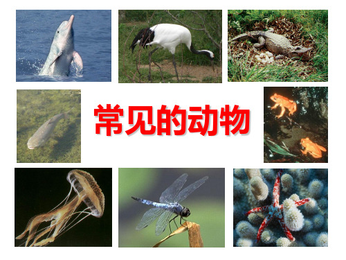 科学课件《常见的动物》PPT经典课件1