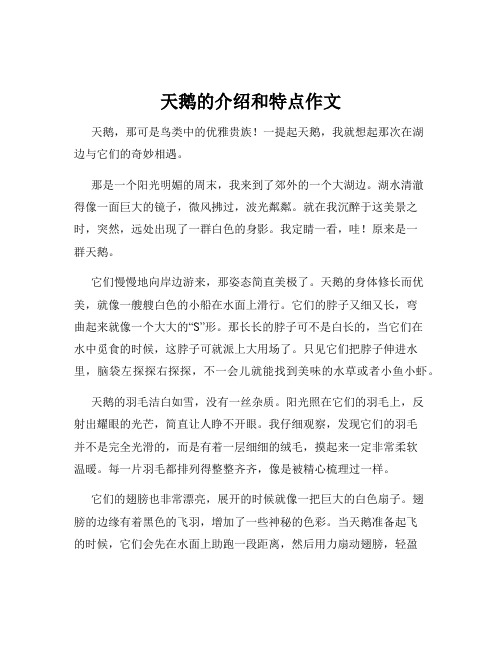 天鹅的介绍和特点作文