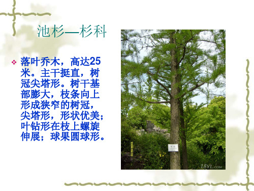 杉科 池杉 生理习性  课件