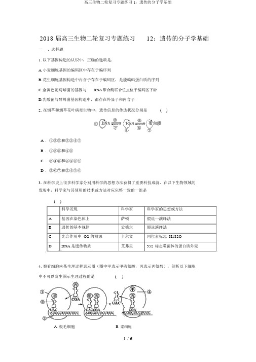 高三生物二轮复习专题练习1：遗传的分子学基础