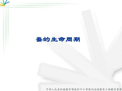 25蚕的生命周期51P