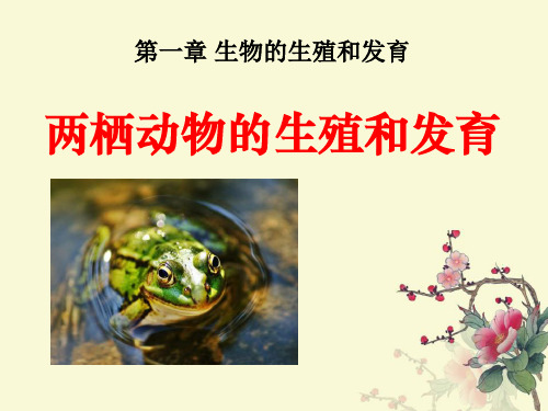 《两栖动物的生殖和发育》生物的生殖和发育6-人教版八年级生物下册PPT课件
