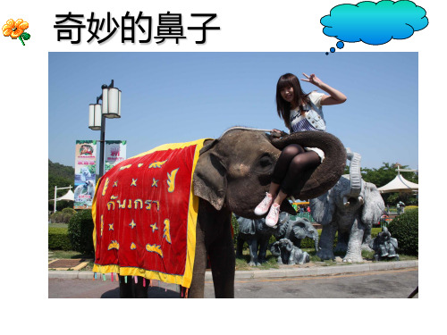 呵护我们的鼻子 PPT