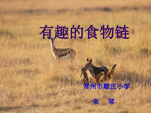 六级下册 有趣的食物链 苏教版ppt精品课件 2