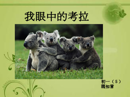 珍稀动物考拉的ppt