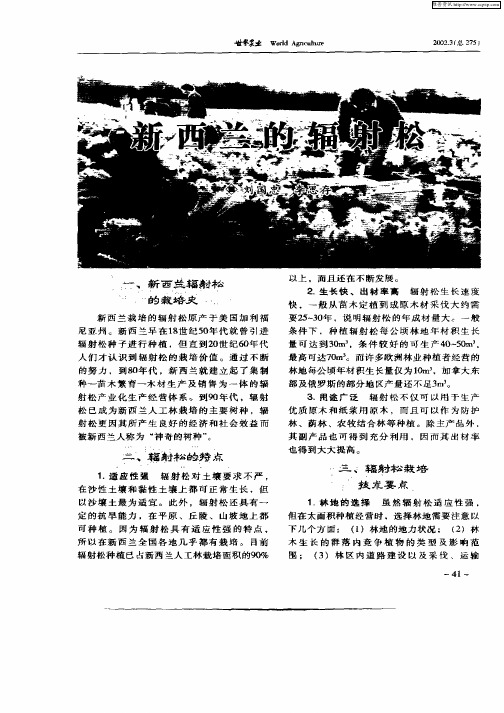 新西兰的辐射松