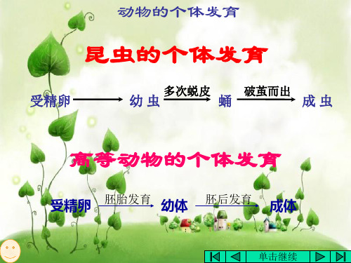 动物的个体发育PPT课件