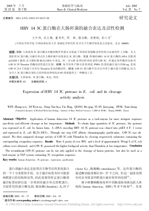 HRV143C蛋白酶在大肠杆菌的融合表达及活性检测_文中伟