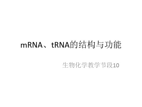 mRNA tRNA结构与功能