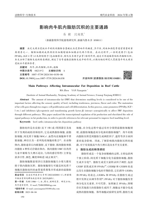 影响肉牛肌内脂肪沉积的主要通路