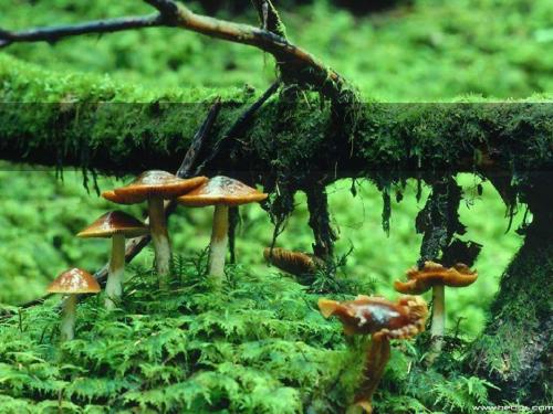【初中生物】多种多样的生态系统PPT课件1