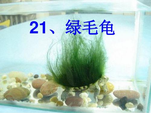 五(上)绿毛龟ppt
