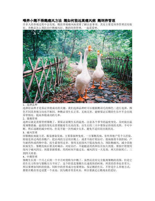 喂养小鹅不得鹅痛风方法 鹅如何能远离痛风病 鹅饲养管理